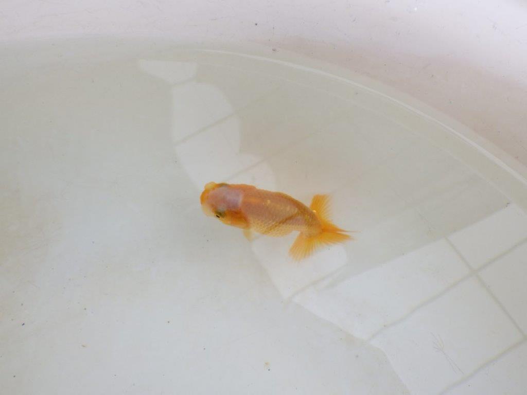 【 激熱！！】尾張りが良い可愛いらんちゅう　約8ｃｍ　西大関系統　　期間限定販売