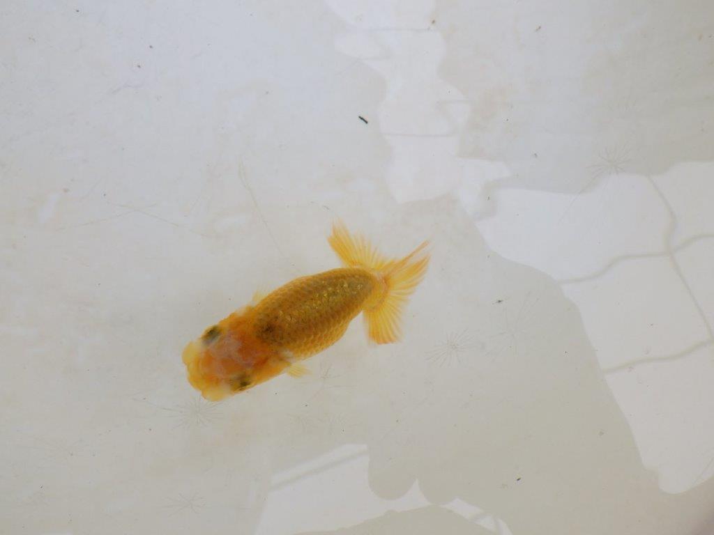 【 激熱！！】研究会などに向けてもお勧めのらんちゅう　約8ｃｍ　西大関系統　　期間限定販売