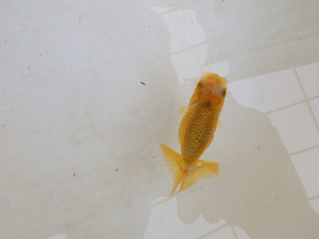 【 激熱！！】研究会などに向けてもお勧めのらんちゅう　約8ｃｍ　西大関系統　　期間限定販売