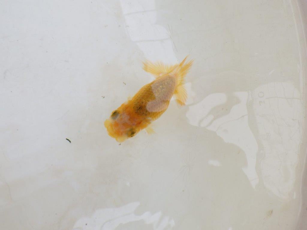 【 激熱！！】研究会などに向けてもお勧めのらんちゅう　約8ｃｍ　西大関系統　　期間限定販売