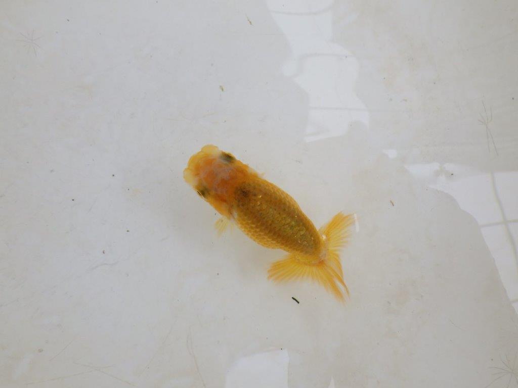 【 激熱！！】研究会などに向けてもお勧めのらんちゅう　約8ｃｍ　西大関系統　　期間限定販売の上身