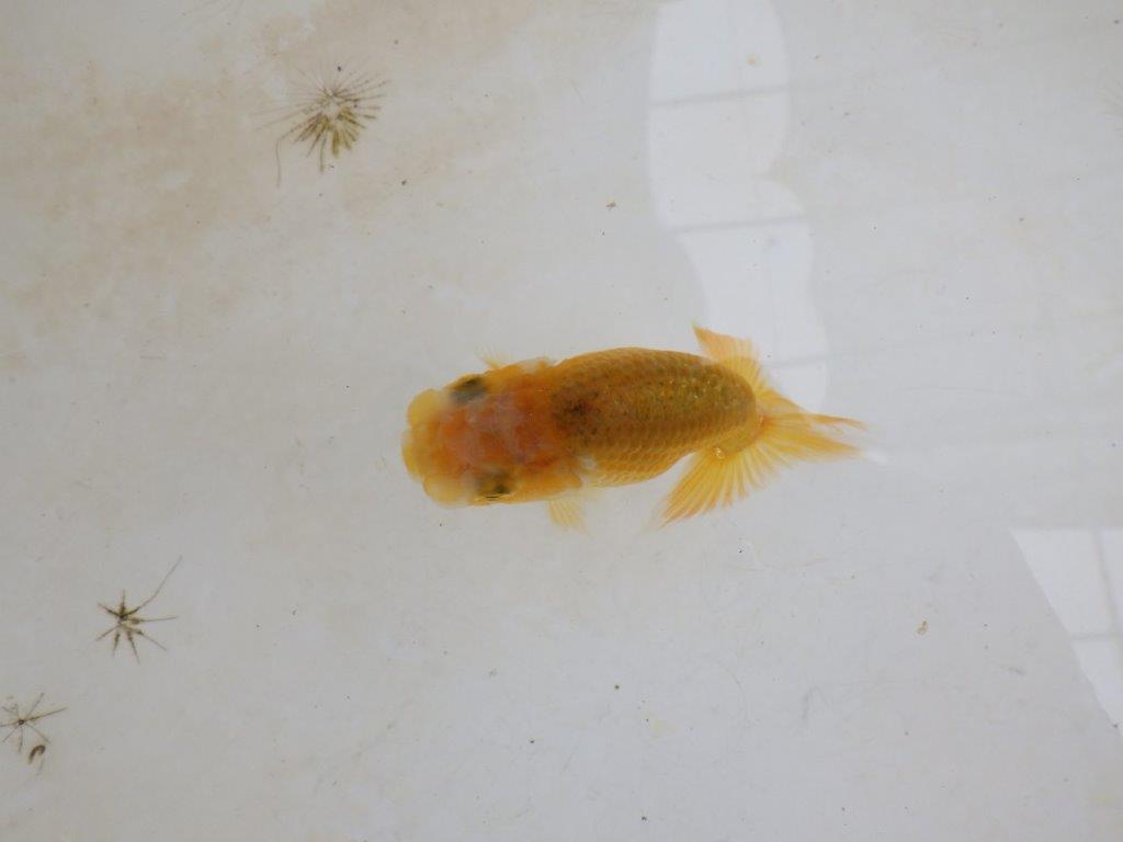 【 激熱！！】研究会などに向けてもお勧めのらんちゅう　約8ｃｍ　西大関系統　　期間限定販売