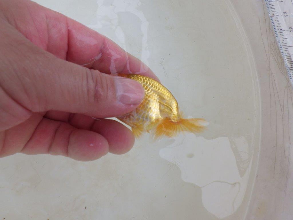 【 激熱！！】研究会などに向けてもお勧めのらんちゅう　約8ｃｍ　西大関系統　　期間限定販売