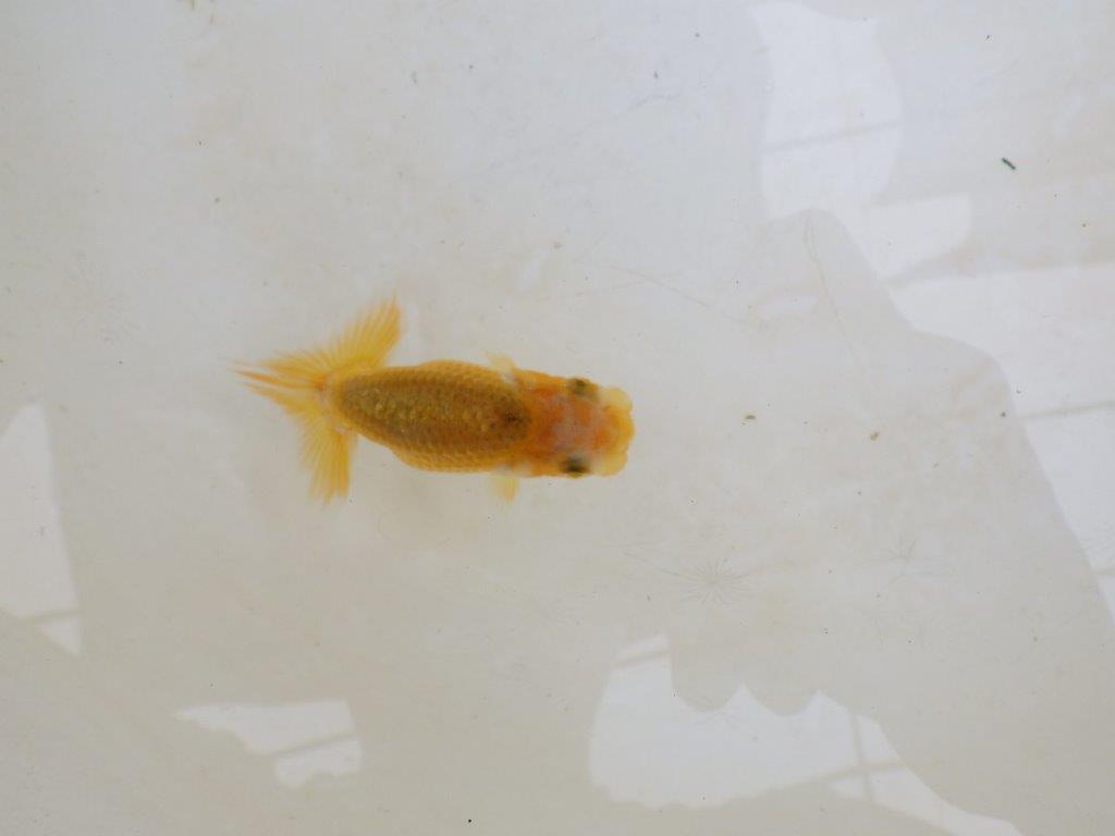 【 激熱！！】研究会などに向けてもお勧めのらんちゅう　約8ｃｍ　西大関系統　　期間限定販売