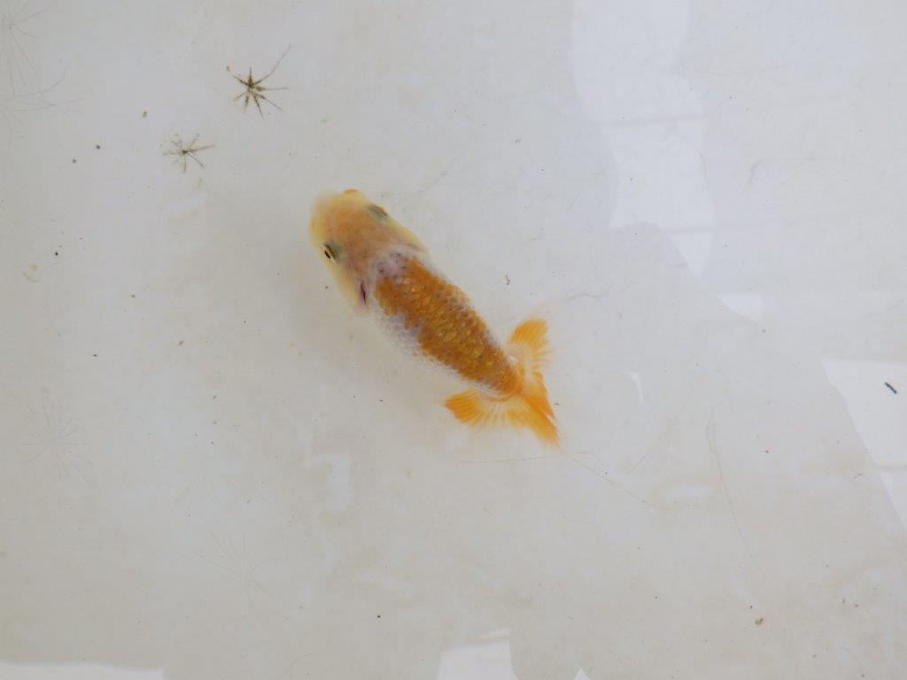 【 激熱！！】雰囲気がとても良い更紗らんちゅう　約8ｃｍ　西大関系統　　期間限定販売