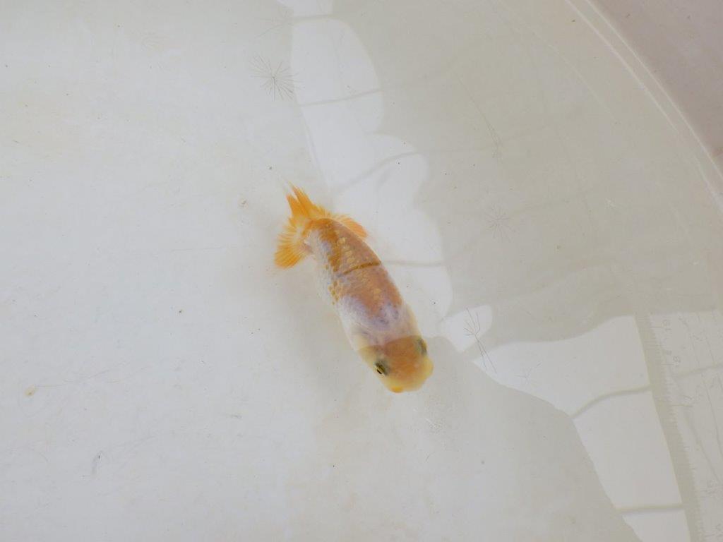 【 激熱！！】雰囲気がとても良い更紗らんちゅう　約8ｃｍ　西大関系統　　期間限定販売