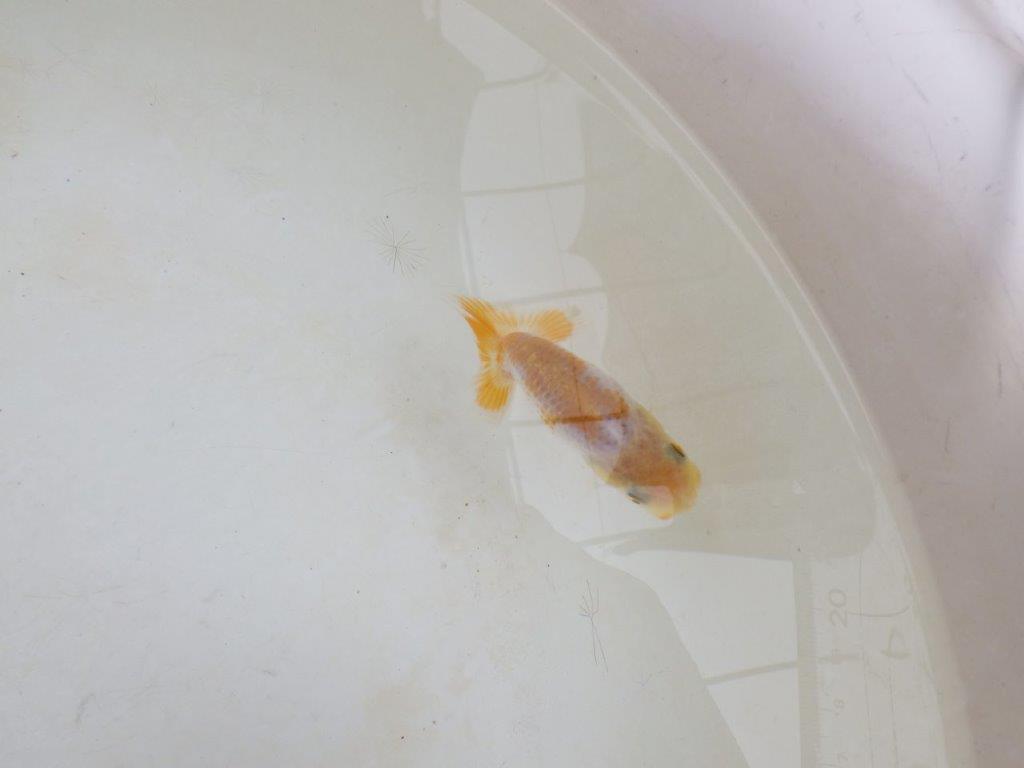【 激熱！！】雰囲気がとても良い更紗らんちゅう　約8ｃｍ　西大関系統　　期間限定販売