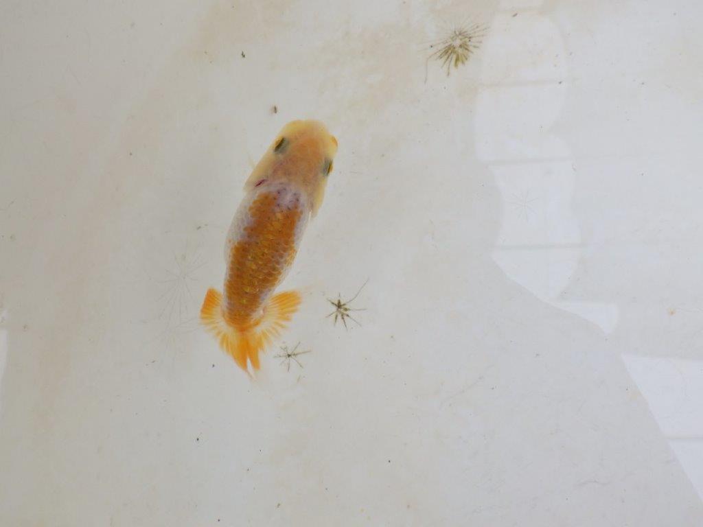 【 激熱！！】雰囲気がとても良い更紗らんちゅう　約8ｃｍ　西大関系統　　期間限定販売