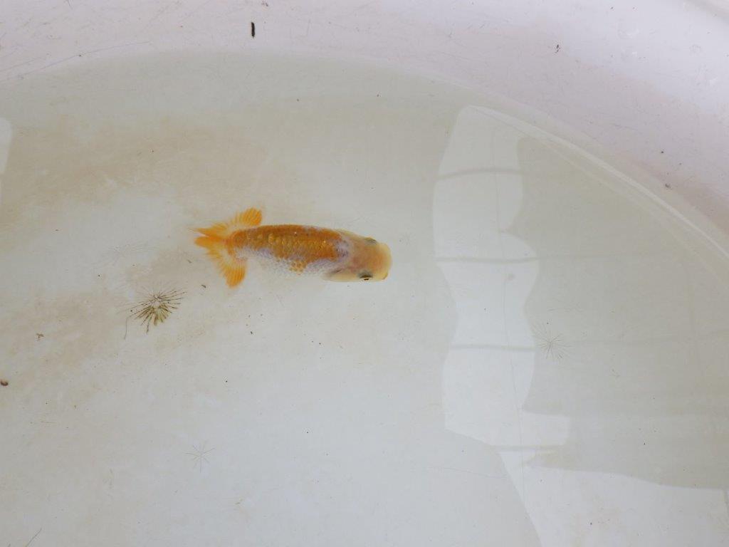 【 激熱！！】雰囲気がとても良い更紗らんちゅう　約8ｃｍ　西大関系統　　期間限定販売