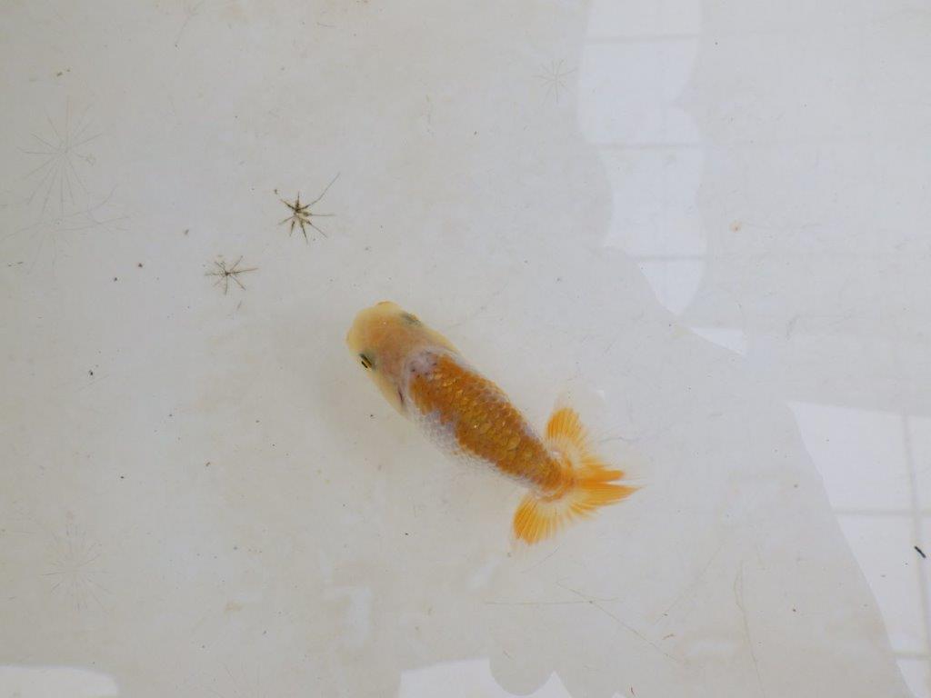 【 激熱！！】雰囲気がとても良い更紗らんちゅう　約8ｃｍ　西大関系統　　期間限定販売