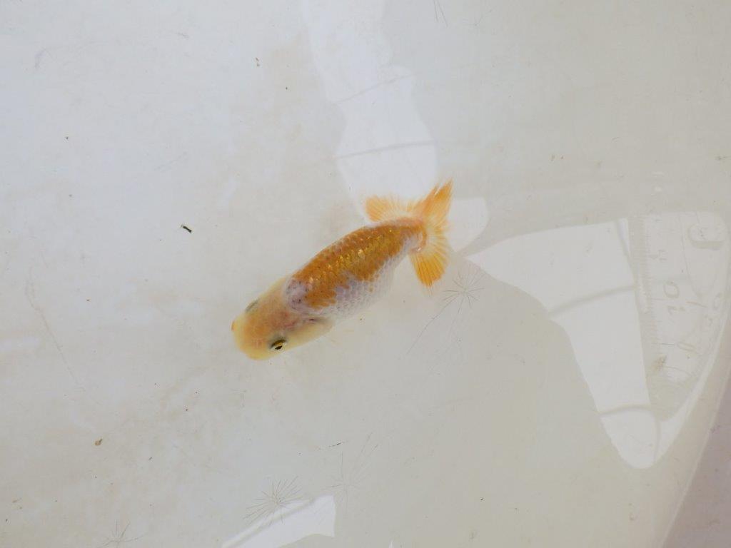 【 激熱！！】雰囲気がとても良い更紗らんちゅう　約8ｃｍ　西大関系統　　期間限定販売の上身