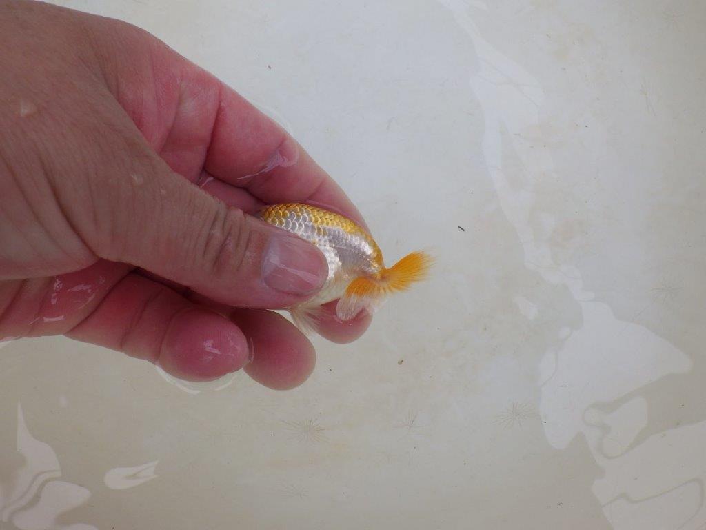 【 激熱！！】雰囲気がとても良い更紗らんちゅう　約8ｃｍ　西大関系統　　期間限定販売