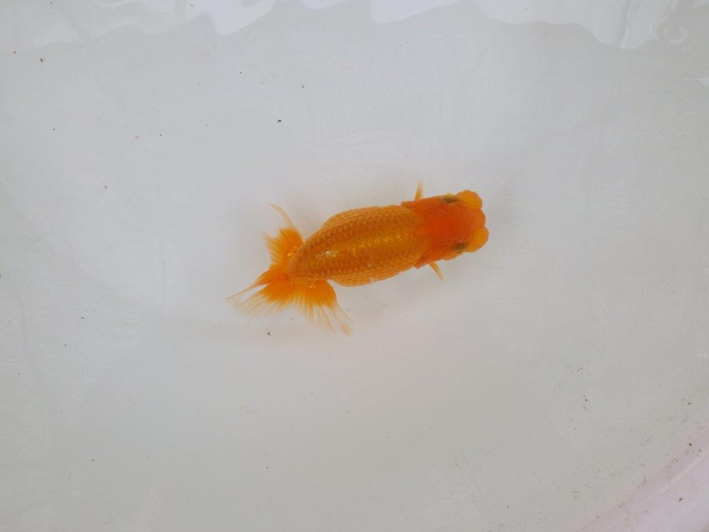 【 激熱！！二歳らんちゅう】尾構えの良い二歳らんちゅう約14ｃｍ　西大関系統 メス？