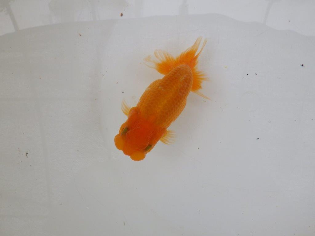 【 激熱！！二歳らんちゅう】尾構えの良い二歳らんちゅう約14ｃｍ　西大関系統 メス？