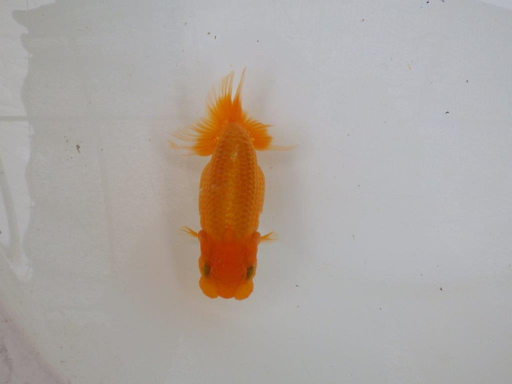 【 激熱！！二歳らんちゅう】尾構えの良い二歳らんちゅう約14ｃｍ　西大関系統 メス？