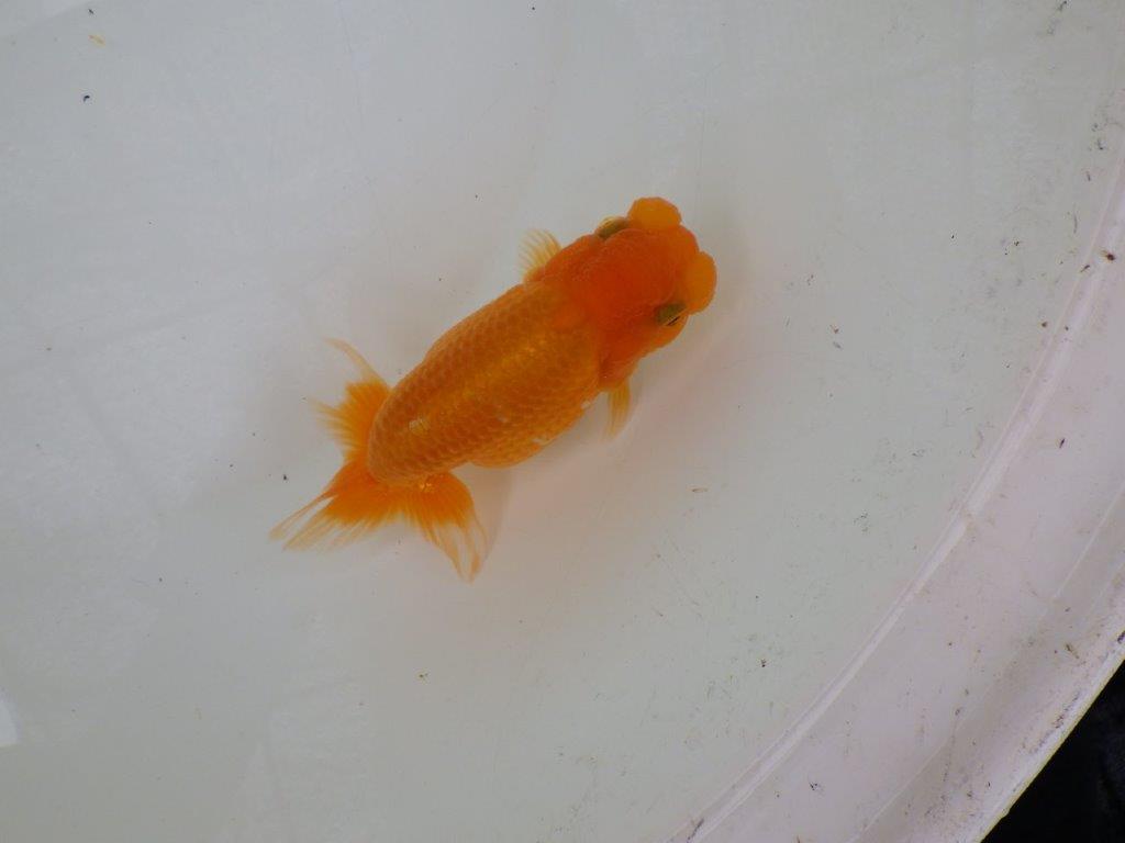 【 激熱！！二歳らんちゅう】尾構えの良い二歳らんちゅう約14ｃｍ　西大関系統 メス？