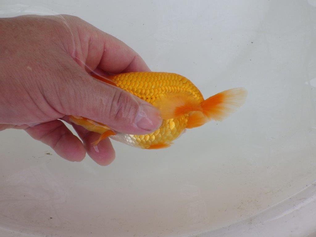 【 激熱！！二歳らんちゅう】尾構えの良い二歳らんちゅう約14ｃｍ　西大関系統 メス？
