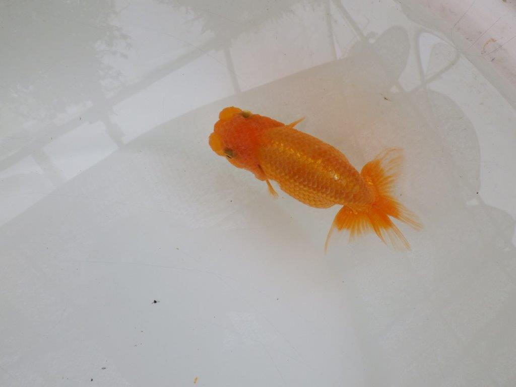 【 激熱！！二歳らんちゅう】尾構えの良い二歳らんちゅう約14ｃｍ　西大関系統 メス？の上身