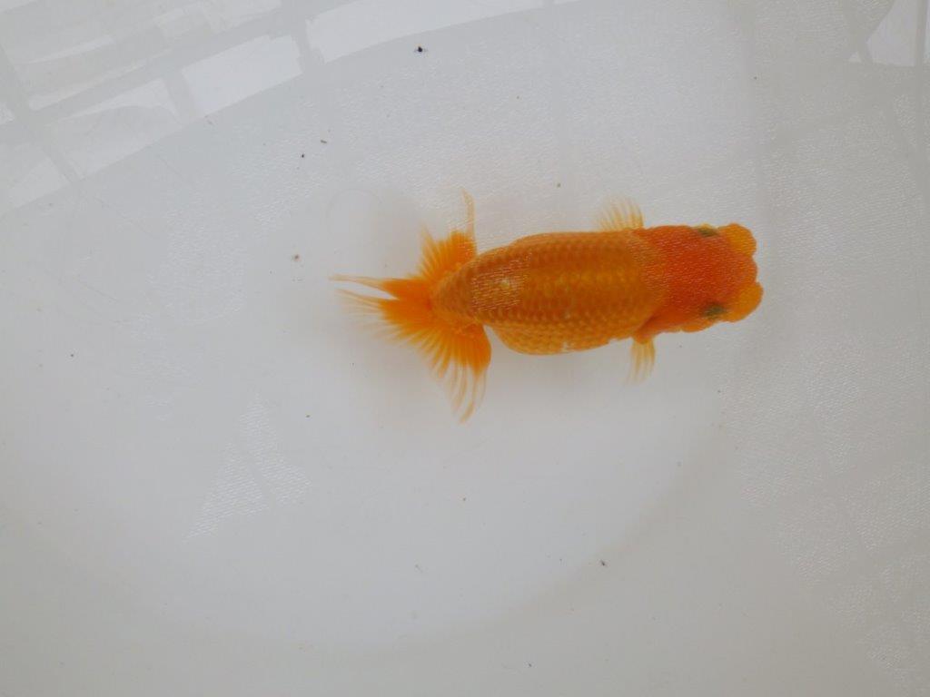 【 激熱！！二歳らんちゅう】尾構えの良い二歳らんちゅう約14ｃｍ　西大関系統 メス？