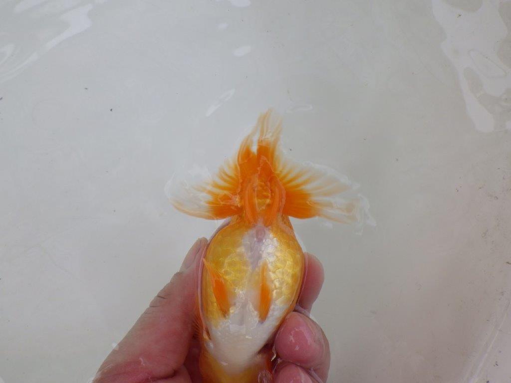 【 激熱！！二歳らんちゅう】尾構えの良い二歳らんちゅう約14ｃｍ　西大関系統 メス？