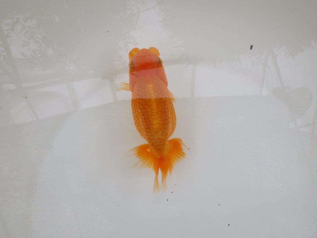 【 激熱！！二歳らんちゅう】サイズアップが楽しみな二歳らんちゅう約14ｃｍ　西大関系統 メス？