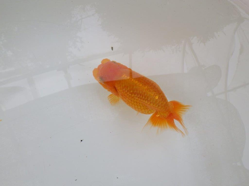 【 激熱！！二歳らんちゅう】サイズアップが楽しみな二歳らんちゅう約14ｃｍ　西大関系統 メス？