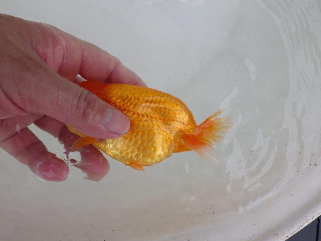 【 激熱！！二歳らんちゅう】サイズアップが楽しみな二歳らんちゅう約14ｃｍ　西大関系統 メス？