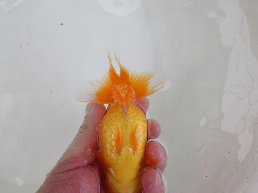 【 激熱！！二歳らんちゅう】サイズアップが楽しみな二歳らんちゅう約14ｃｍ　西大関系統 メス？