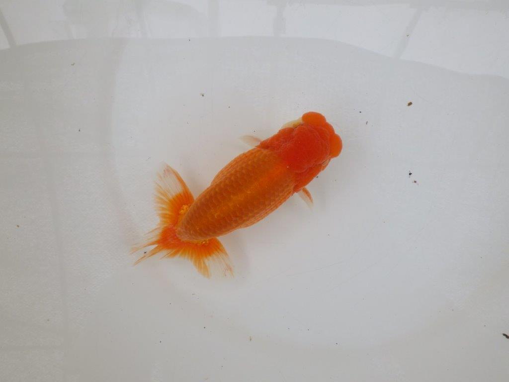 【 激熱！！二歳らんちゅう】尾張りが非常に良い二歳らんちゅう約15ｃｍ　西大関系統 オス？