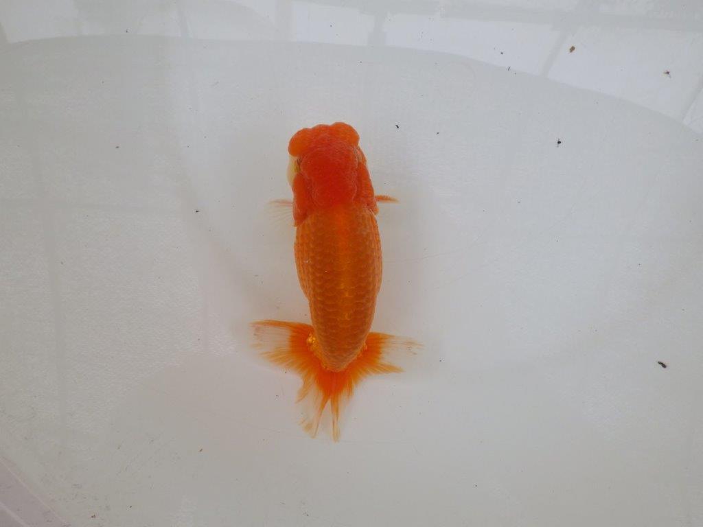【 激熱！！二歳らんちゅう】尾張りが非常に良い二歳らんちゅう約15ｃｍ　西大関系統 オス？