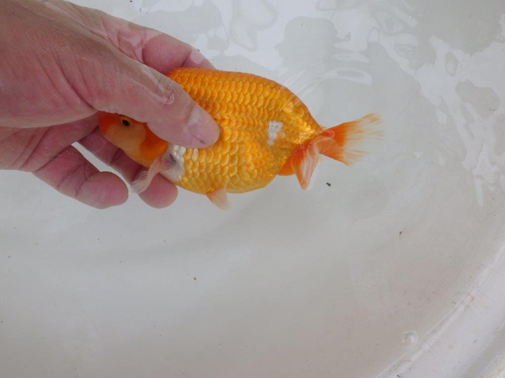 【 激熱！！二歳らんちゅう】尾張りが非常に良い二歳らんちゅう約15ｃｍ　西大関系統 オス？