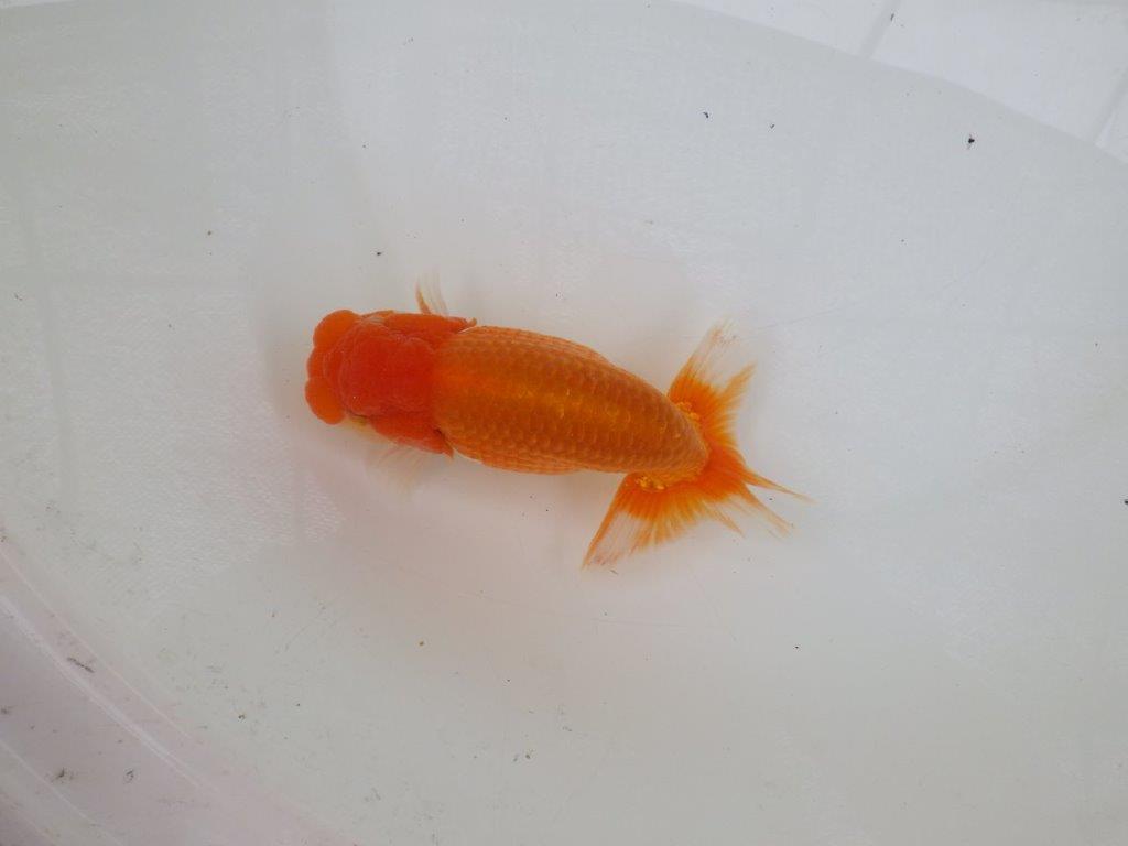 【 激熱！！二歳らんちゅう】尾張りが非常に良い二歳らんちゅう約15ｃｍ　西大関系統 オス？