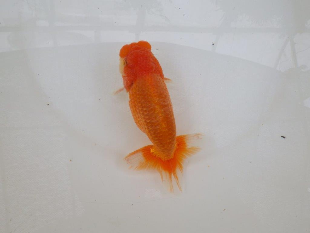 【 激熱！！二歳らんちゅう】尾張りが非常に良い二歳らんちゅう約15ｃｍ　西大関系統 オス？の上身