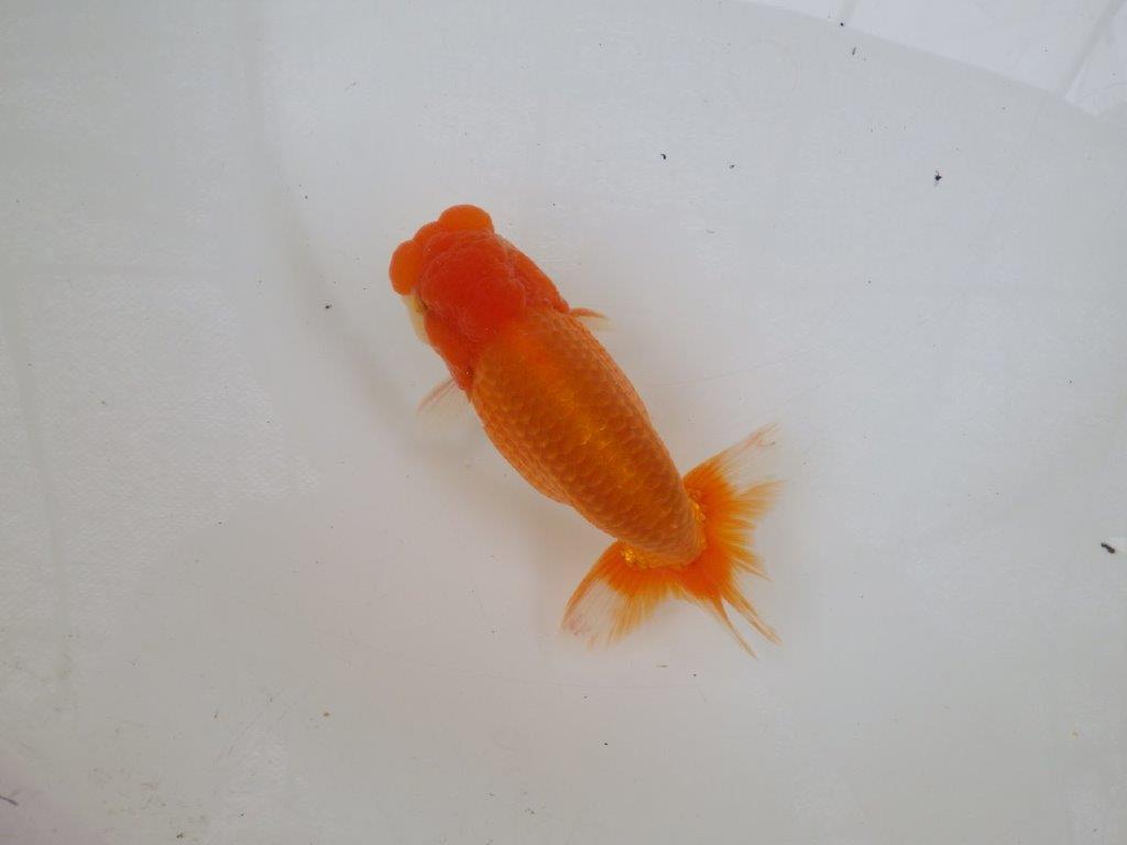 【 激熱！！二歳らんちゅう】尾張りが非常に良い二歳らんちゅう約15ｃｍ　西大関系統 オス？