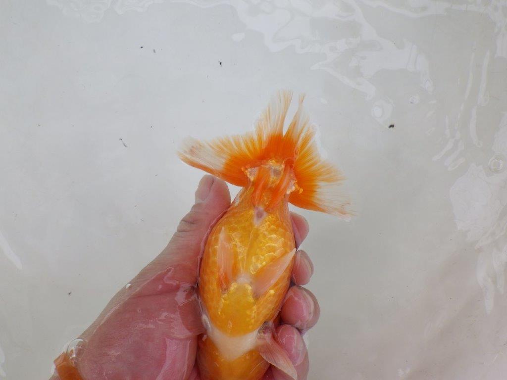 【 激熱！！二歳らんちゅう】尾張りが非常に良い二歳らんちゅう約15ｃｍ　西大関系統 オス？