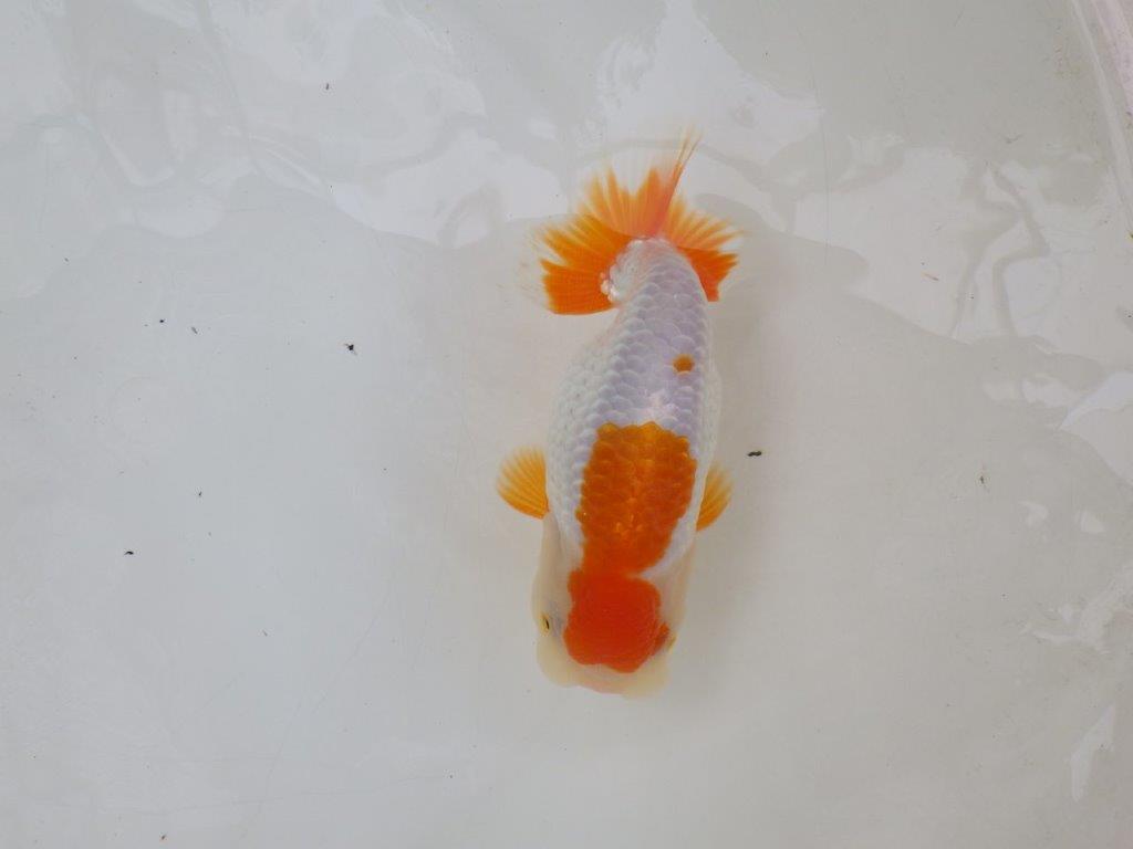 【 激熱！！二歳らんちゅう】雰囲気が非常に良い二歳らんちゅう約15ｃｍ　西大関系統 メス？