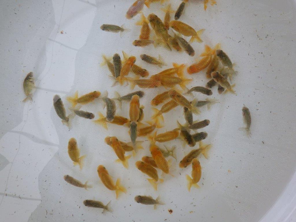 【 らんちゅう飼育チャレンジ！！】初めて飼育する方にお勧めの１０尾セット（小）　　全国大会優等賞獲得系統
