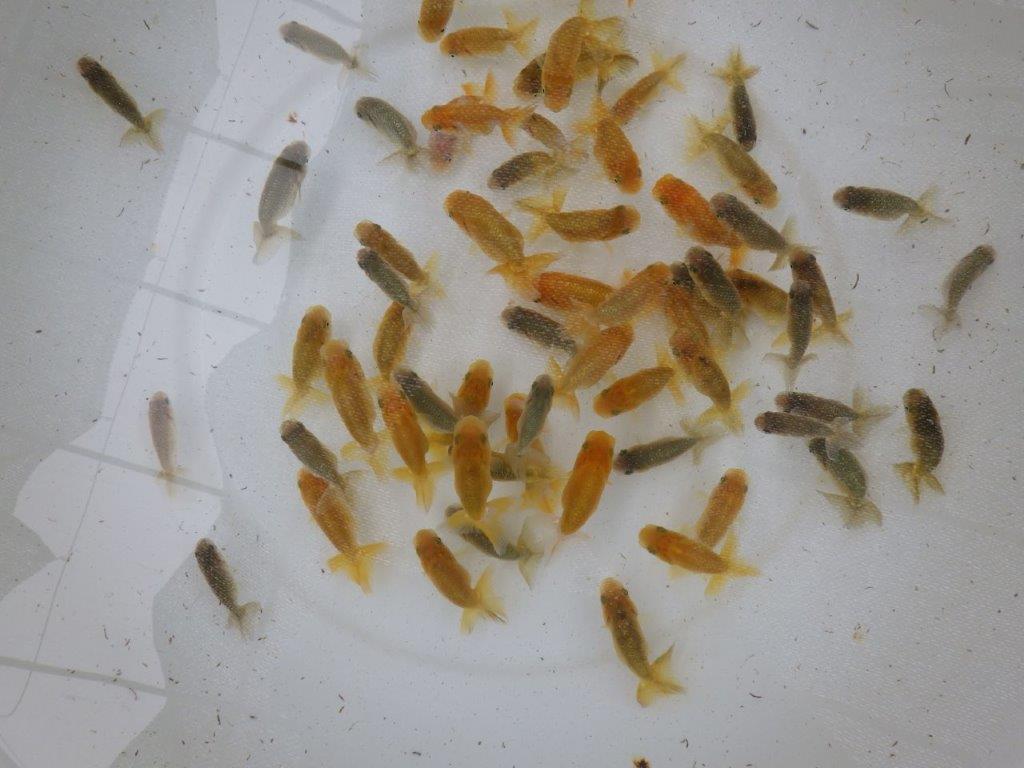【 らんちゅう飼育チャレンジ！！】初めて飼育する方にお勧めの１０尾セット（小）　　全国大会優等賞獲得系統