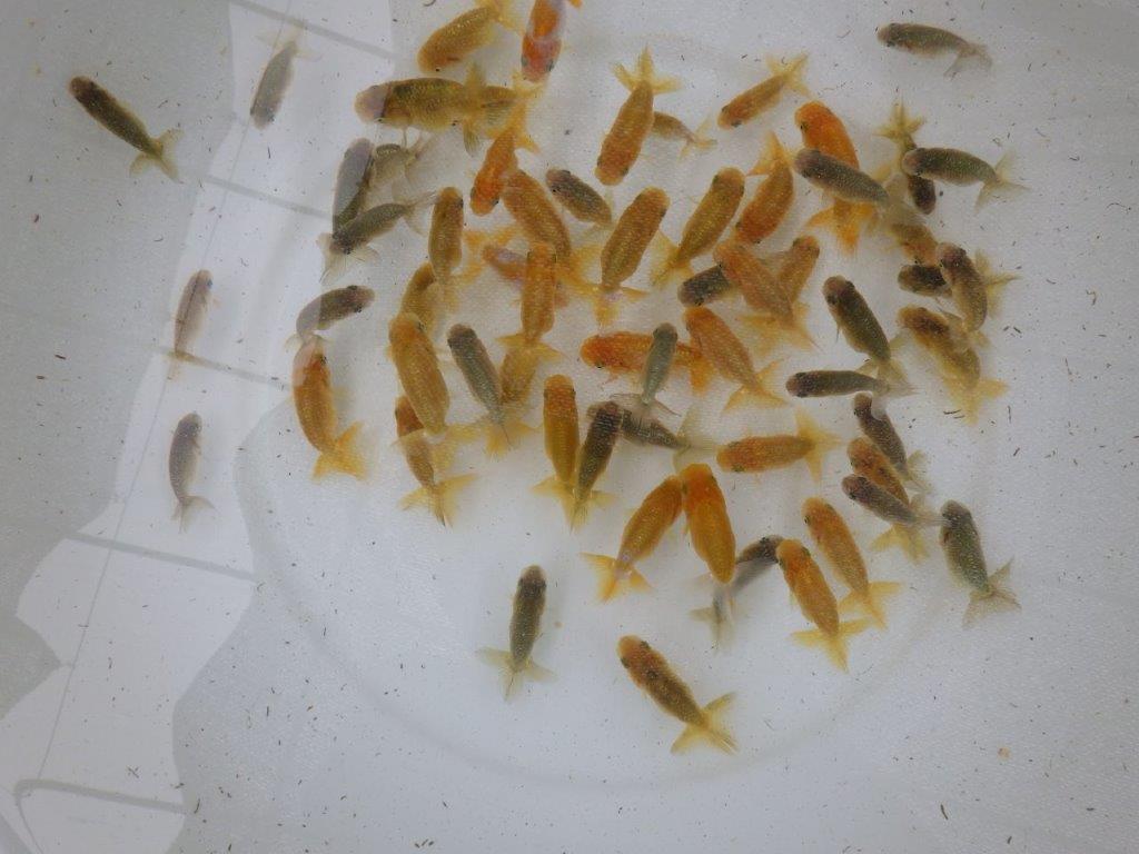 【 らんちゅう飼育チャレンジ！！】初めて飼育する方にお勧めの１０尾セット（小）　　全国大会優等賞獲得系統
