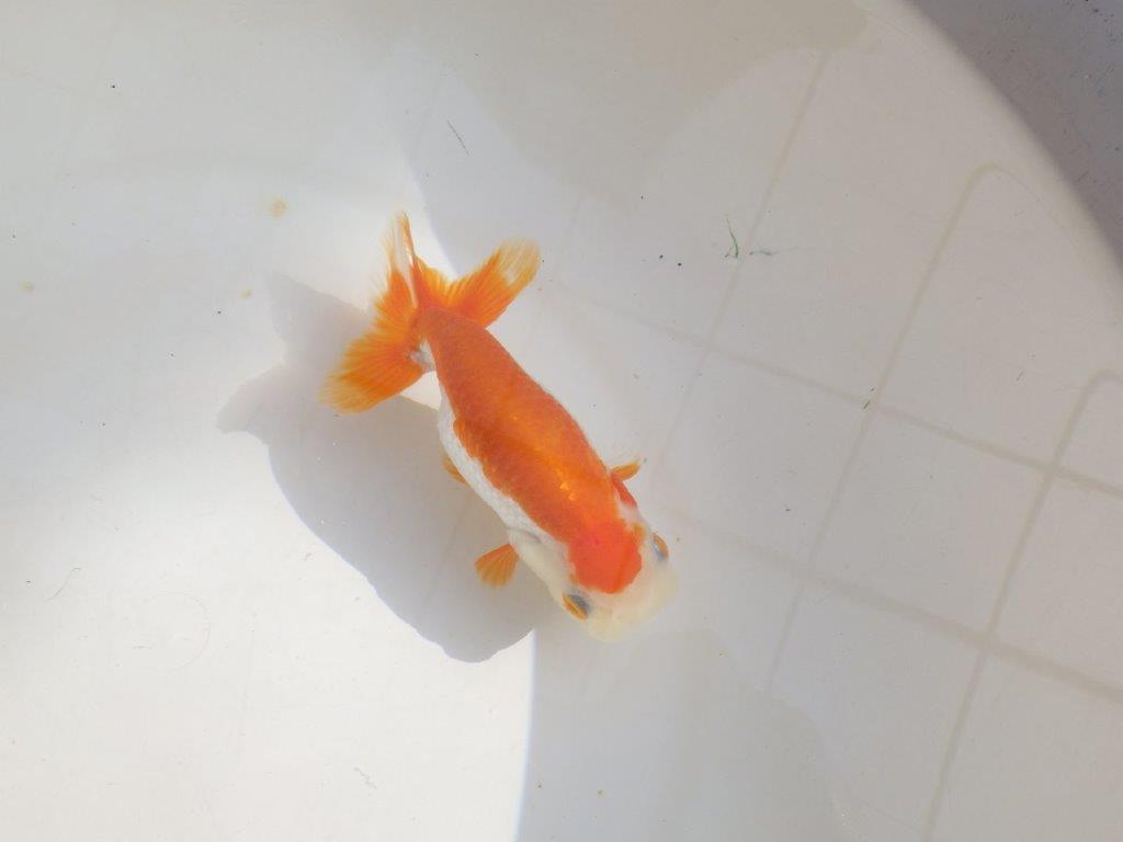 【管理魚】尾張りが良い更紗らんちゅう　二歳魚　 　約13,5ｃｍ  メス？の上身