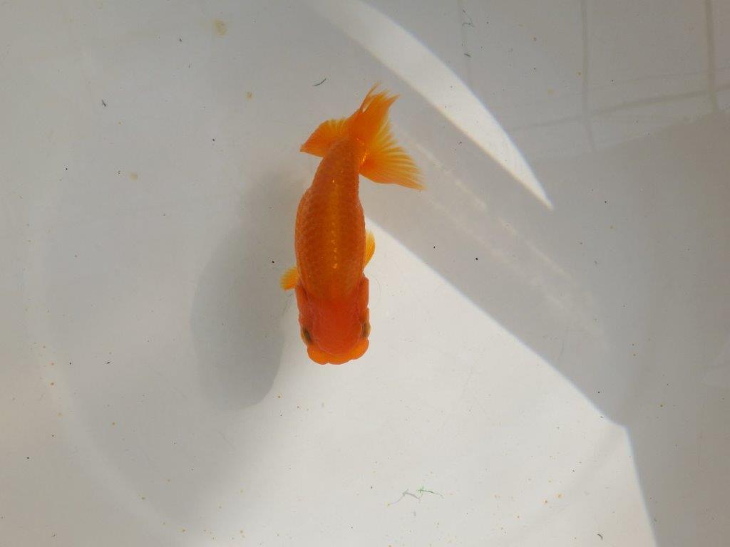【管理魚】背も綺麗ならんちゅう　二歳魚　 　約12ｃｍ  メス？の上身