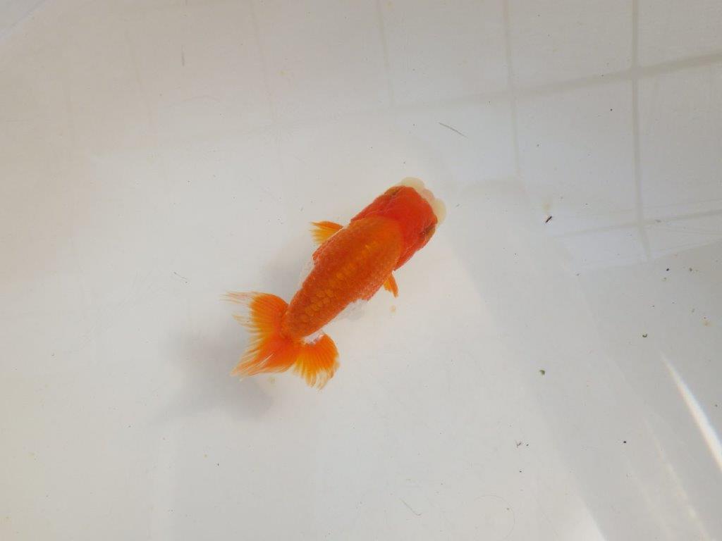 【管理魚】可愛い更紗らんちゅう　二歳魚　 　約11ｃｍ  オス？の上身