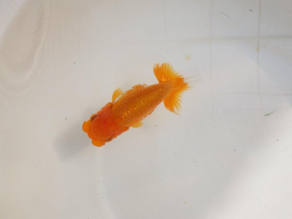 【管理魚】頭が良く尾張りも良い更紗らんちゅう　二歳魚　 　約13ｃｍ  メス？の上身