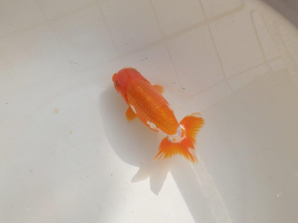 【管理魚】背が綺麗で尾張りも良い更紗らんちゅう　二歳魚　 　約14ｃｍ  オス？の上身