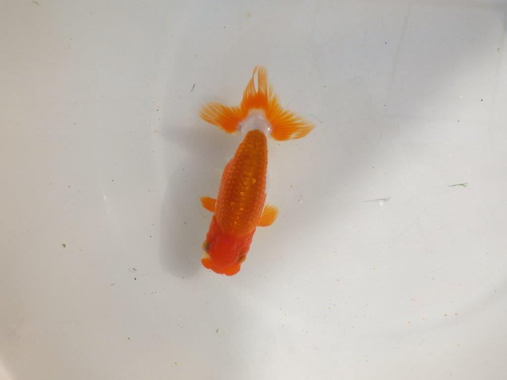 【管理魚】ご鑑賞お勧め更紗らんちゅう　二歳魚　 　約14ｃｍ  オス？の上身