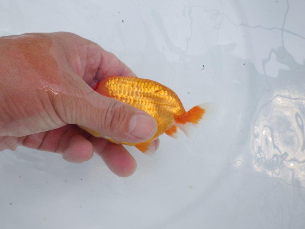 【愛知M 様】種にもお勧め！迫力あるサイズの当歳らんちゅう  約12㎝