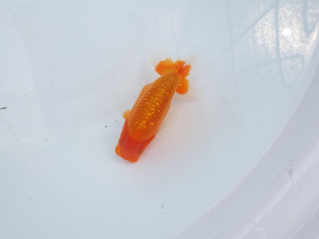 【愛知M 様】静止画像がうまく撮れませんでした。当歳らんちゅう  約12㎝の上身