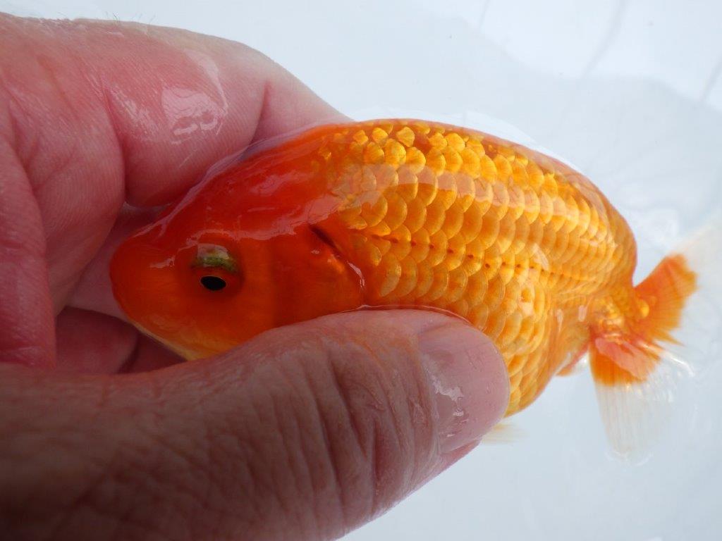 【愛知M 様】静止画像がうまく撮れませんでした。当歳らんちゅう 約12㎝