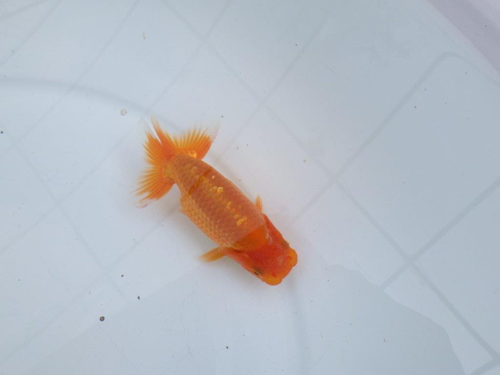 【愛知M 様】魚っぷりの良い当歳らんちゅう 約11.5㎝