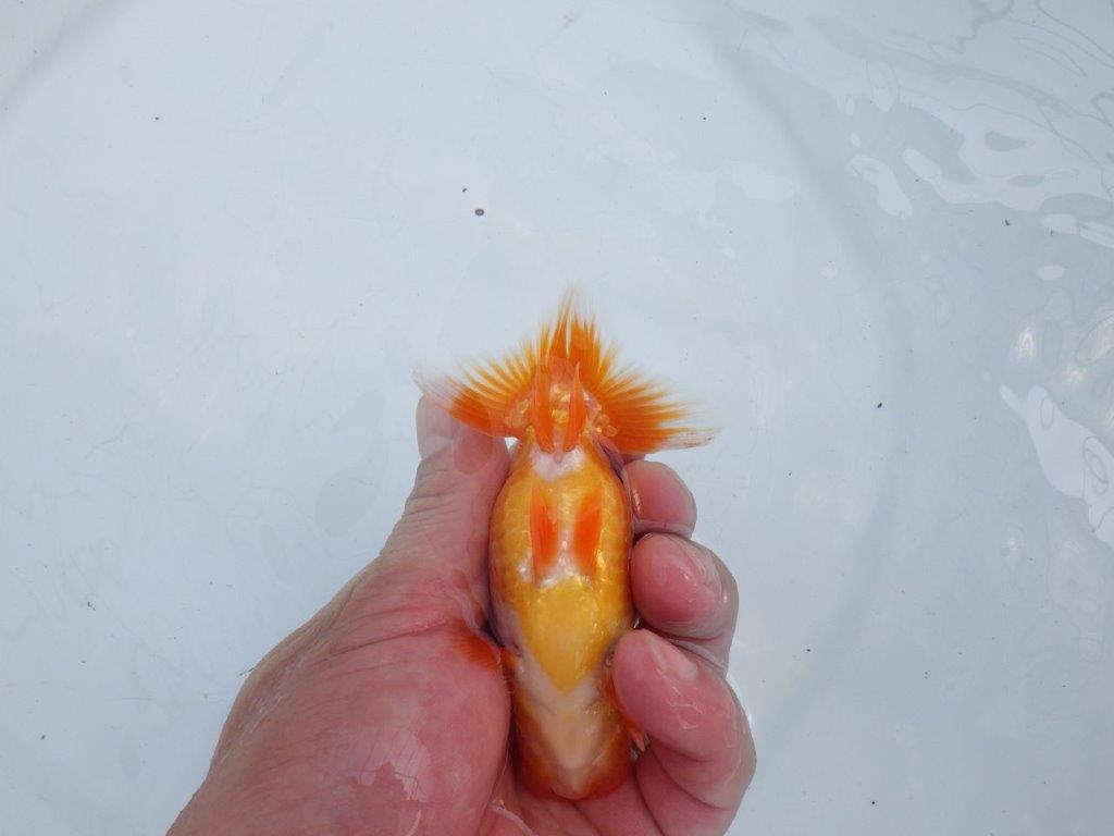 【愛知M 様】魚っぷりの良い当歳らんちゅう 約11.5㎝